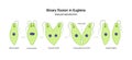 Binary fission in Euglena. Vector educational illustration. Reproduction